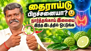 தைராய்டு பிரச்சனையா 😟 நார்த்தங்காய் இலையை இந்த இடத்தில் ஒட்டுங்க! 🌿 Muthuselvan