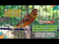 Download Lagu Pancingan Suara Kenari Gacor‼️ Ampuh untuk Masteran Kenari Muda dan Terapi Kenari Macet Bunyi 497