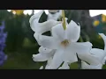 OSCAR MEDINA - NUEVA PRIMAVERA