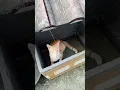Download Lagu kucing kena pukul #funny #comedy #cat #catlover #kucingimut