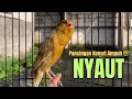 Download Lagu Kenari gacor PANJANG AMPUH cocok buat PANCINGAN KENARI AGAR BUNYI, jadikan BURUNG KENARI GACOR EMOSI
