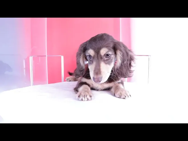 動画