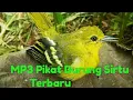 Suara Pikat Jitu Burung Sirtu Cipoh Andalan Akang Heyeex  Sepesial 10 Ribu Suscrebe #burung