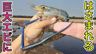 世界最大！巨大テナガエビにはさまれてみよう