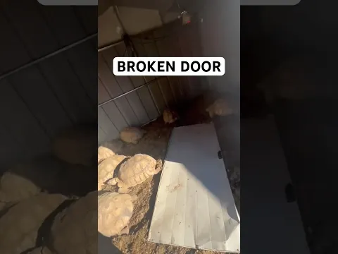 Tortoises break everything 😳🐢