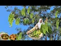 Download Lagu PANEN PETE ‼️ MASAK TUUM PEDA PETE BIKIN BOROS NASI