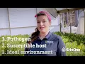 SiteOne Field Guide Avoiding Root Rot