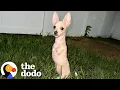 Download Lagu Chihuahua With Two Legs Is Unstoppable | The Dodo