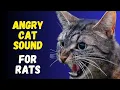 Download Lagu Cat Sounds To Scare Mice Away 🔊 Rats Will Go Away 🔊 Cat Sound Effect