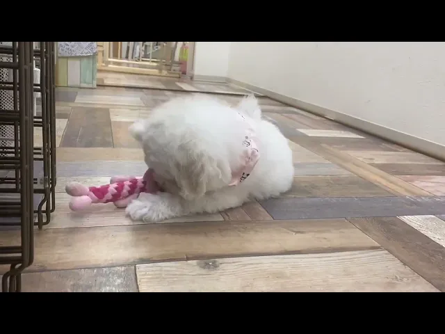 動画