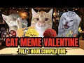 Cat MEMES CAT MEME VALENTINE - FULL 1 HOUR COMPILATION