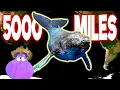 Why Do Humpback Whales Swim Thousands of Miles To Starve