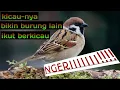Download Lagu MASTERAN BURUNG GEREJA TARUNG, 5 JAM NONSTOP ❗❗❗
