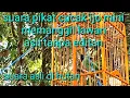 Download Lagu SUARA PIKAT CUCAK IJO MINI DI HUTAN/ SANGAT AMPUH BUAT PANCINGAN BURUNG BAHAN
