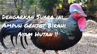 Download Suara Ayam Hutan Hijau,Ampuh Juga Untuk Meningkatkan Birahi. MP3