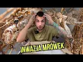 Download Lagu Inwazja mrówek! Carebara diversa to mrówki wyzwanie- czy sobie poradzę?