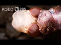 Fly Metamorphosis Is a Beautiful Nightmare Deep Look