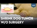 Download Lagu Home Remedies for Dogs: 5 NATURAL TREATMENTS for Fatty Tumors That Actually Work