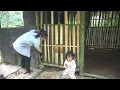 Download Lagu Abandoned Single Mother: Weaving Bamboo Walls and Finishing Her Handmade Bamboo House in the Forest