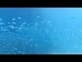 Download Lagu Lâ ilâhe illallah kelime-i tevhid: Aralıksız 30 dakika huzur bulacağınız okuma.