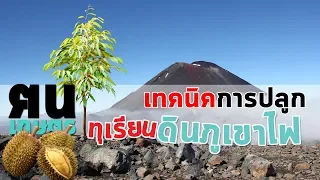 เทคนิคการปลูกทุเรียนดินในดินภูเขาไฟ ศรีสะเกษ