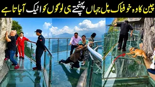 World's biggest dangerous glass bridge!! Tianmen Glass bridge in China