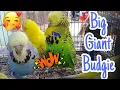 Download Lagu Vlog671 Euro Budgie Bigger Than Cockateil😱🦜😱