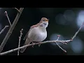 Lagu 30 Minutes of Soothing Nightingale Song: Nature's Melody