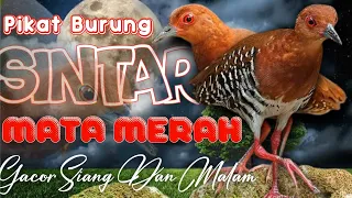 mp3 suara pikat burung sintar mata merah sintar gunung terbaru ampuh siang ataupun malam
