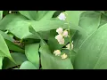 Download Lagu Lily of the Valley Plant Profile