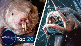 Top 20 ANIMAIS MAIS FEIOS DO MUNDO