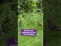 Dood vogeltje zit vast aan broertje of zusje.😮 #natuur #vogels #dood