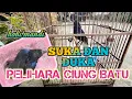 Download Lagu SUKA DUKA PELIHARA BURUNG CIUNG BATU