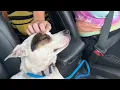 EIGHT dogs saved in under an hour - Stray Rescue of St Louis