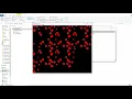 Learn how to use Fiji to analyze biology images