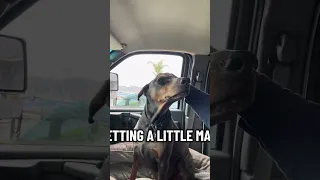 #fyp #dream #pets #vlog #doberman