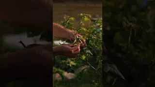 Самый простой способ борьбы с тлей Поможет даже обычный пакет 