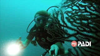 my padi story rainer jenss family traveler u0026 explorer
