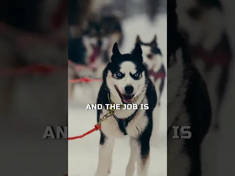 THE HISTORY OF THE HUSKY