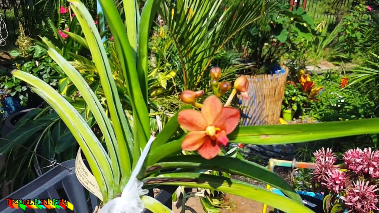 MOVING THE VANDAS /ORCHID UPDATES / WHATS IN BLOOM // TERETE VANDAS // TROPICAL PLANT PARTY