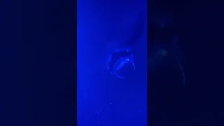 Snorkeling with four Manta Rays last night, thanks to Sea Quest Rafting and Snorkeling Adventures!