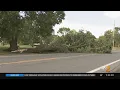 Storm Topples Huge Tree As It Moves Through Toms River NJ