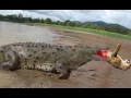 Download Lagu largest alligator in the world|Alligator look like Dianosaur|Alligator Bite