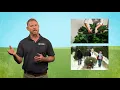 Christmas tree tips How to care for a living tree Year-Round Gardening