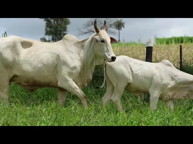 Matriz Nelore FMSF - 1843