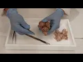 Sheep Brain Dissection Detailed View