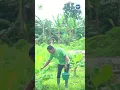 Download Lagu Rasakan Bedanya Tanam Pisang di Musim Hujan #Shorts