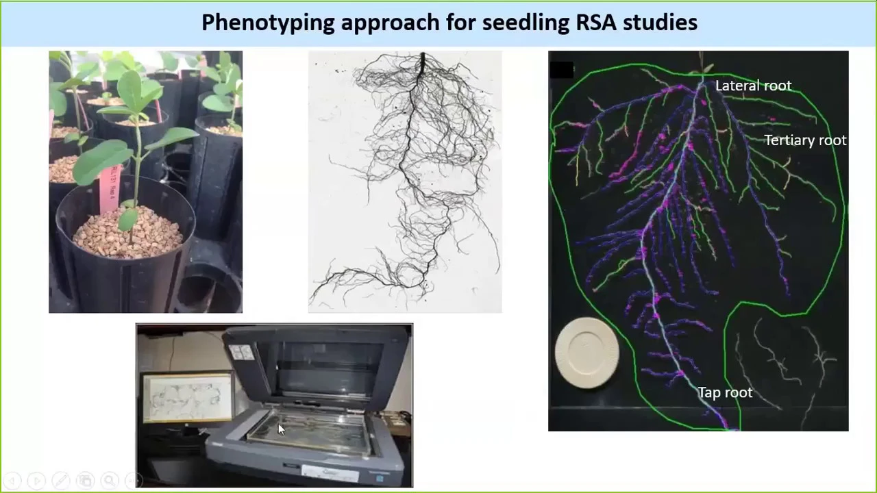 Integrating phenome to genome to understand root system architecture in legumes
