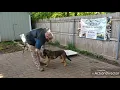 Bergen County Dog Trainer New Jersey Dog Training Belgian Malinois Trigger