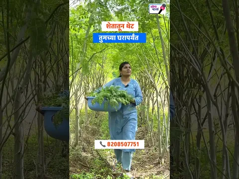 7 एकर शेवगा लागवड करून ! दोन भावंडांनी उभा केला Moringa Powder चा Online Business | शोध वार्ता |